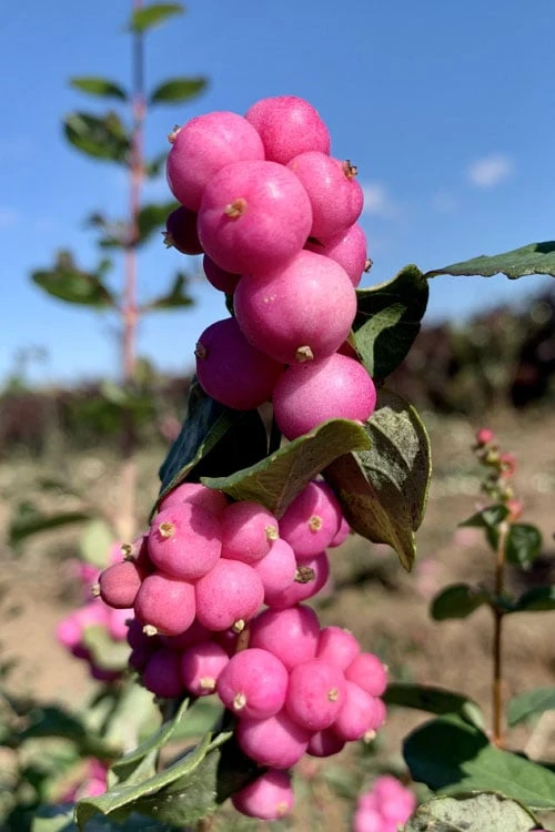Magic Berry Coralberry Bush (Symphoricarpos X Chenaultii) - 1 Gallon Pot - Image 6