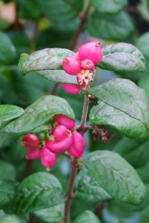 Magic Berry Coralberry Bush (Symphoricarpos X Chenaultii) - 1 Gallon Pot - Image 4