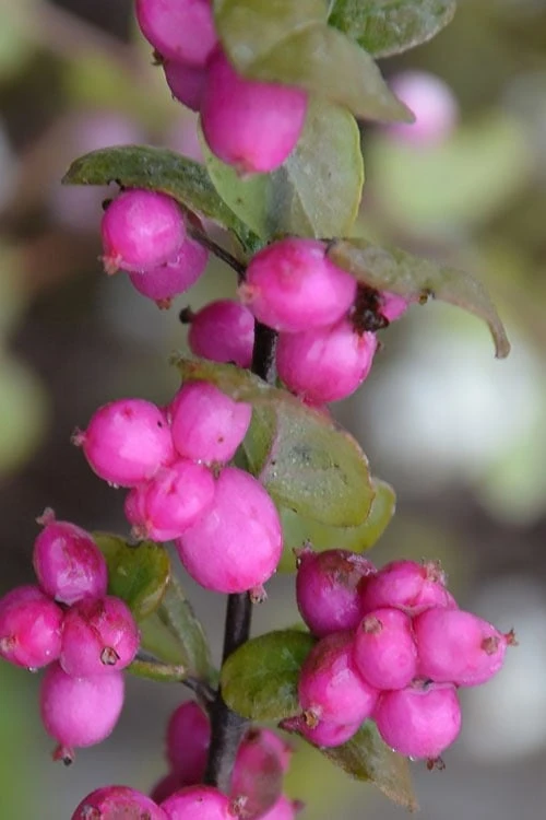 Magic Berry Coralberry Bush (Symphoricarpos X Chenaultii) - 1 Gallon Pot - Image 7