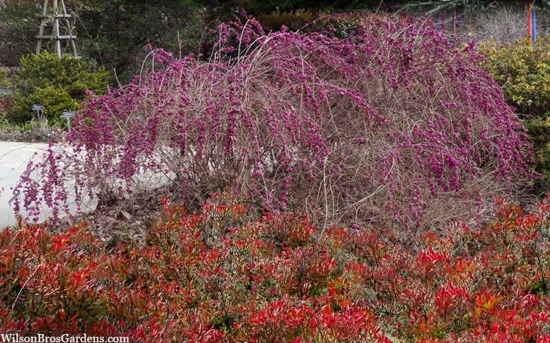 Magic Berry Coralberry Bush (Symphoricarpos X Chenaultii) - 1 Gallon Pot - Image 3