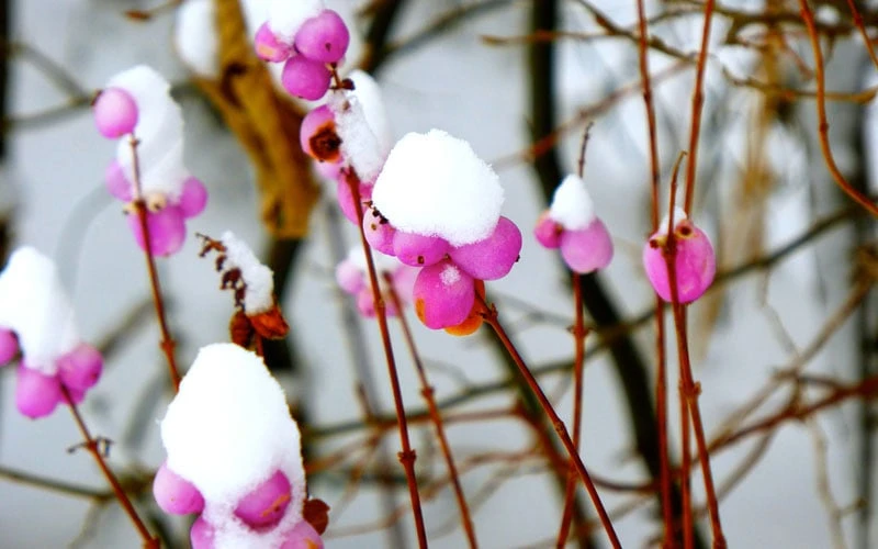 Magic Berry Coralberry Bush (Symphoricarpos X Chenaultii) - 1 Gallon Pot - Image 5