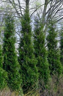 Full Speed A Hedge American Pillar Arborvitae - 3 Gallon Pot