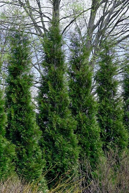 Full Speed A Hedge American Pillar Arborvitae - 7 Gallon Pot (4-5')