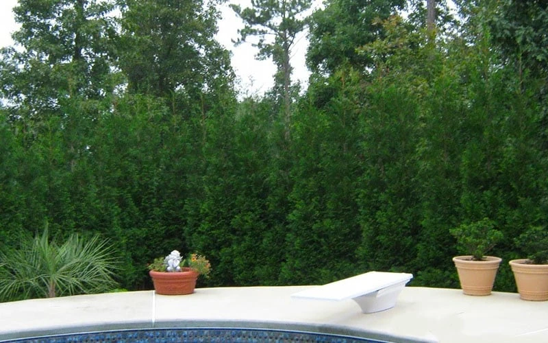 Full Speed A Hedge American Pillar Arborvitae - 7 Gallon Pot (4-5') - Image 7