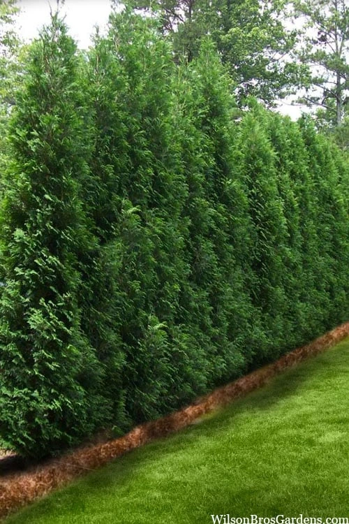 Full Speed A Hedge American Pillar Arborvitae - 7 Gallon Pot (4-5') - Image 4