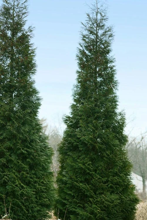 Full Speed A Hedge American Pillar Arborvitae - 7 Gallon Pot (4-5') - Image 6