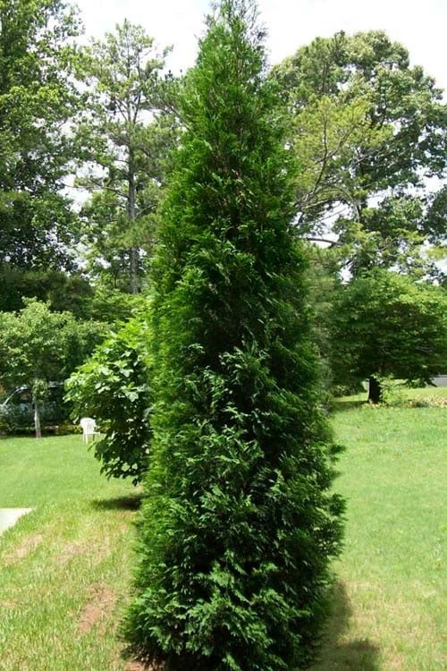 Full Speed A Hedge American Pillar Arborvitae - 7 Gallon Pot (4-5') - Image 5