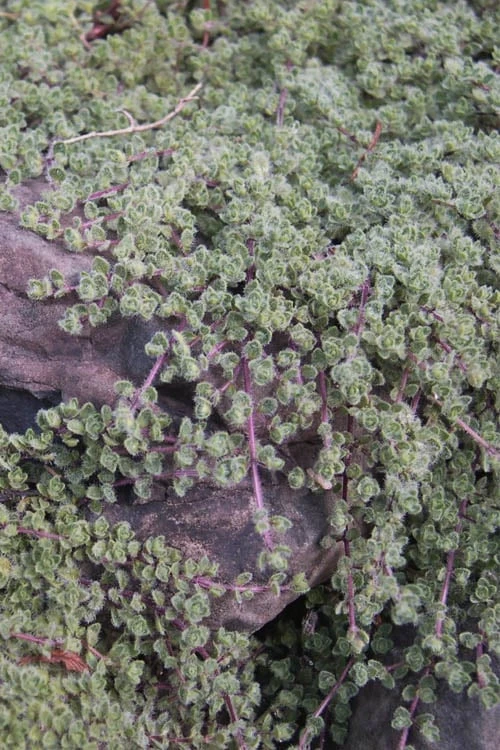 Woolly Creeping Thyme (Thymus Lanuginosis) - 10 Pack Of Pint Pots - Image 10