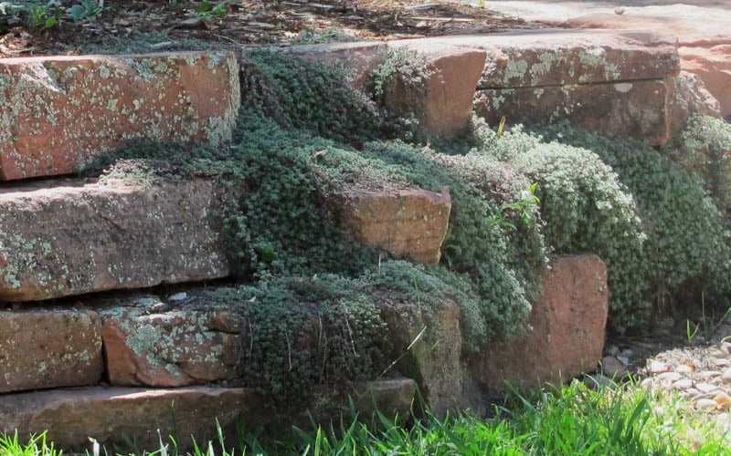 Woolly Creeping Thyme (Thymus Lanuginosis) - 10 Pack Of Pint Pots - Image 4