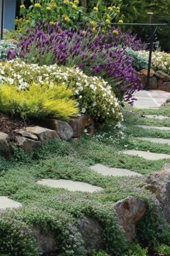 Woolly Creeping Thyme (Thymus Lanuginosis) - 5 Pack Of Pint Pots