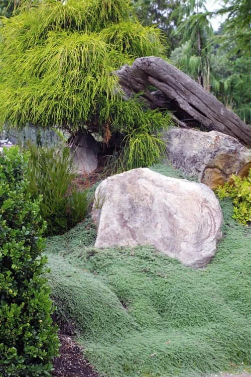 Woolly Creeping Thyme (Thymus Lanuginosis) - 10 Pack Of Pint Pots - Image 7