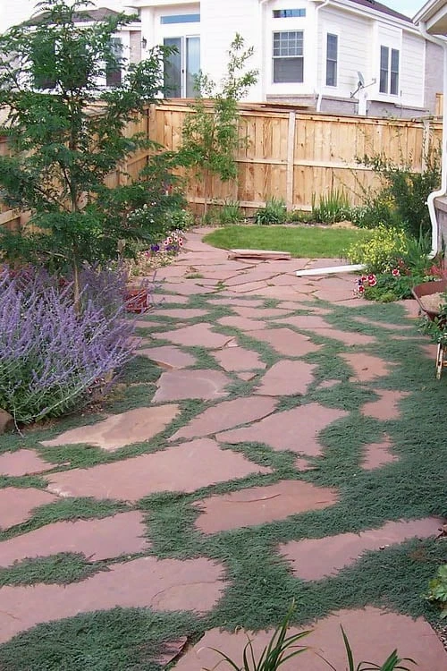 Woolly Creeping Thyme (Thymus Lanuginosis) - 10 Pack Of Pint Pots - Image 8