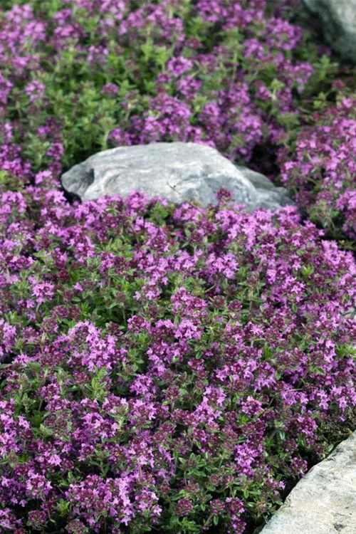Magic Carpet Creeping Thyme (Thymus Serpyllum) - 6 Pack Of Pint Pots - Image 5