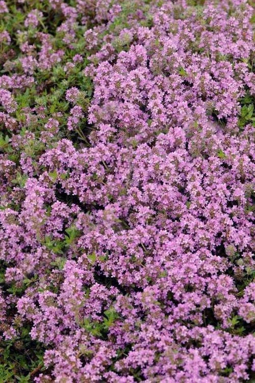 Magic Carpet Creeping Thyme (Thymus Serpyllum) - 6 Pack Of Pint Pots - Image 4