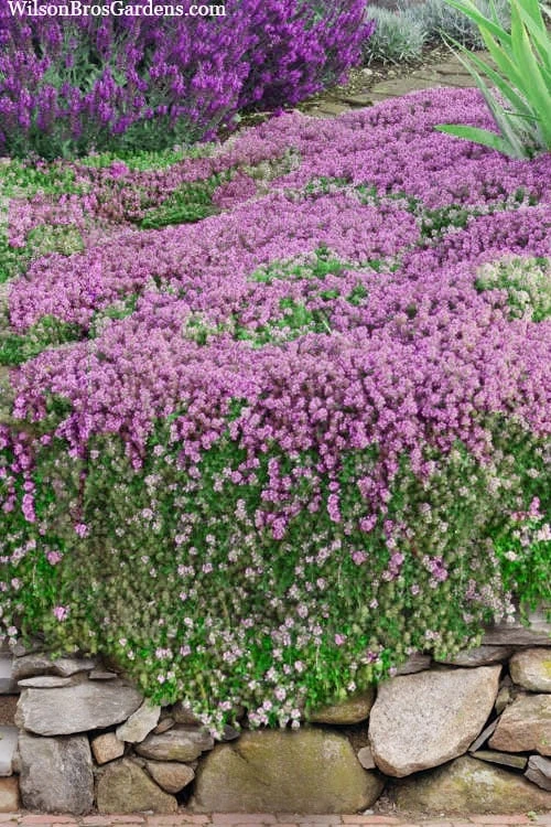 Magic Carpet Creeping Thyme (Thymus Serpyllum) - 6 Pack Of Pint Pots