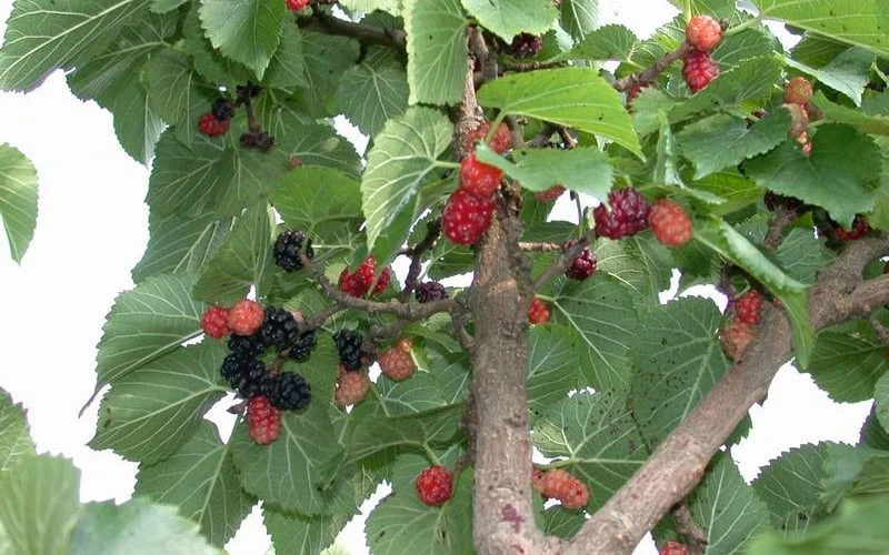 Red Mulberry Tree (Morus Rubra) - 1 Gallon Pot - Image 8