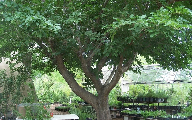 Red Mulberry Tree (Morus Rubra) - 1 Gallon Pot - Image 9
