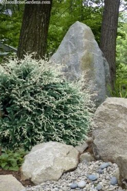 Gentsch White Frosted Dwarf Canadian Hemlock (Tsuga) - 1 Gallon Pot