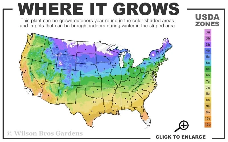 Filigree Clematis - 1 Gallon Pot - Image 3