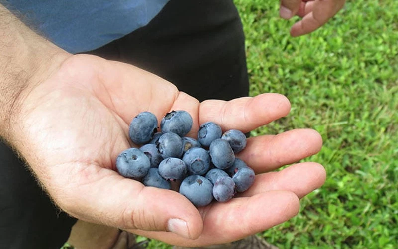 Bluebelle Rabbiteye Blueberry - 6 Pack Of 1 Gallon Pots - Image 4