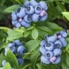 Bluejay Highbush Blueberry - 1 Gallon Pot