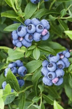Bluejay Highbush Blueberry - 1 Gallon Pot