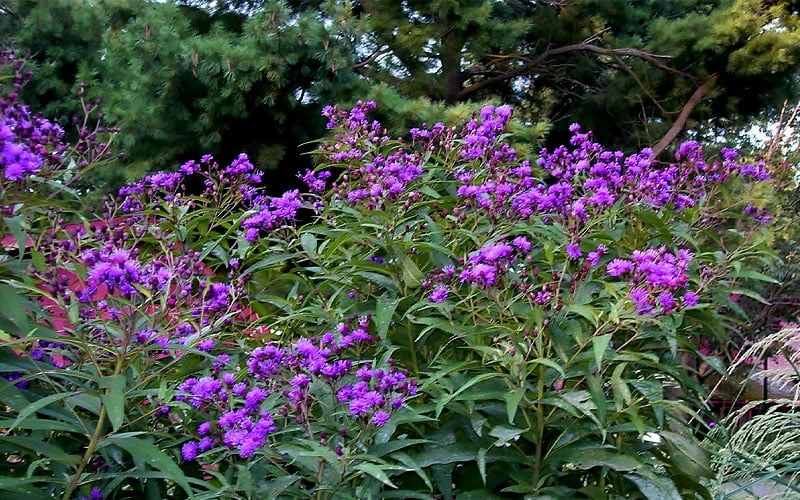 New York Ironweed (Vernonia Noveboracensis) - 8 Pack Of 1 Gallon Pots - Image 5