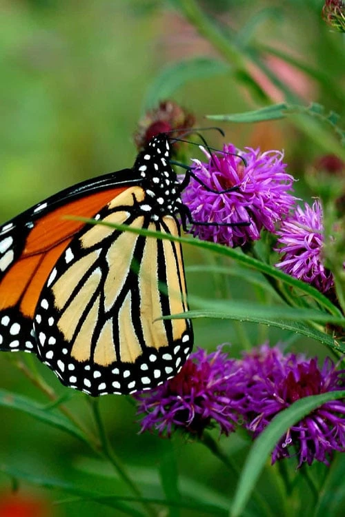 New York Ironweed (Vernonia Noveboracensis) - 8 Pack Of 1 Gallon Pots - Image 6