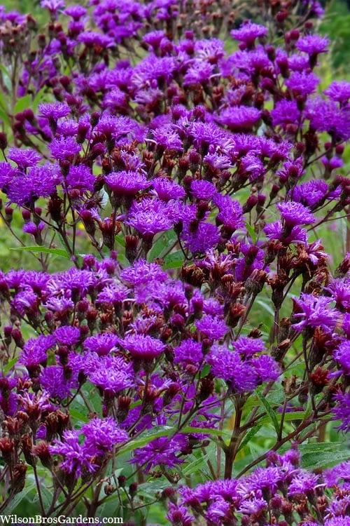 New York Ironweed (Vernonia Noveboracensis) - 8 Pack Of 1 Gallon Pots