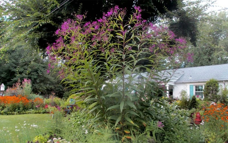 New York Ironweed (Vernonia Noveboracensis) - 8 Pack Of 1 Gallon Pots - Image 8