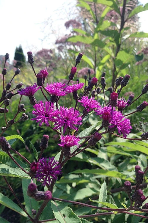 New York Ironweed (Vernonia Noveboracensis) - 8 Pack Of 1 Gallon Pots - Image 7