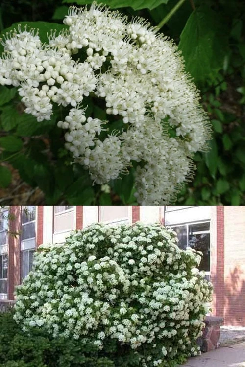 Arrowwood Viburnum - 1 Gallon Pot - Image 4
