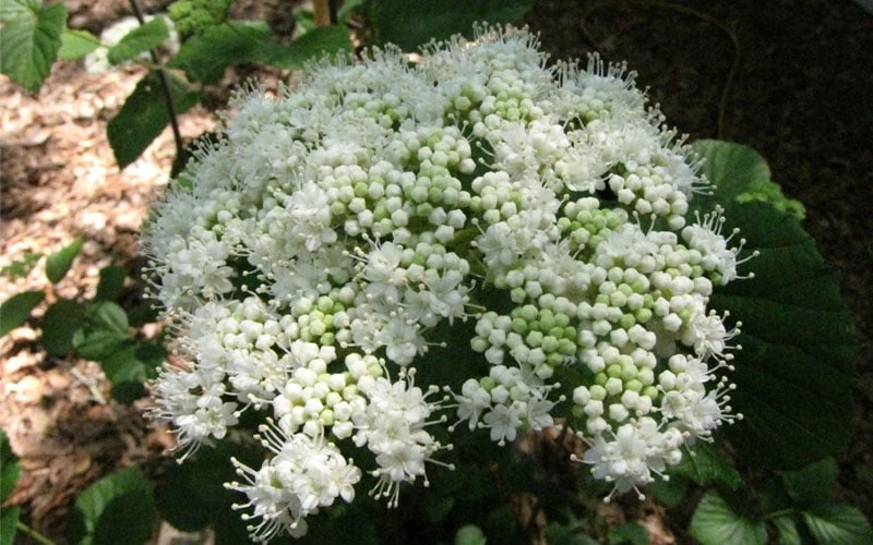 Arrowwood Viburnum - 1 Gallon Pot - Image 5