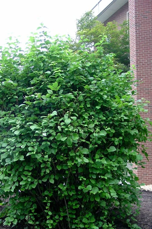 Arrowwood Viburnum - 1 Gallon Pot - Image 6