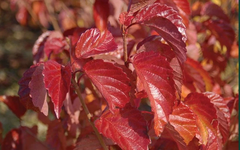 Arrowwood Viburnum - 1 Gallon Pot - Image 7