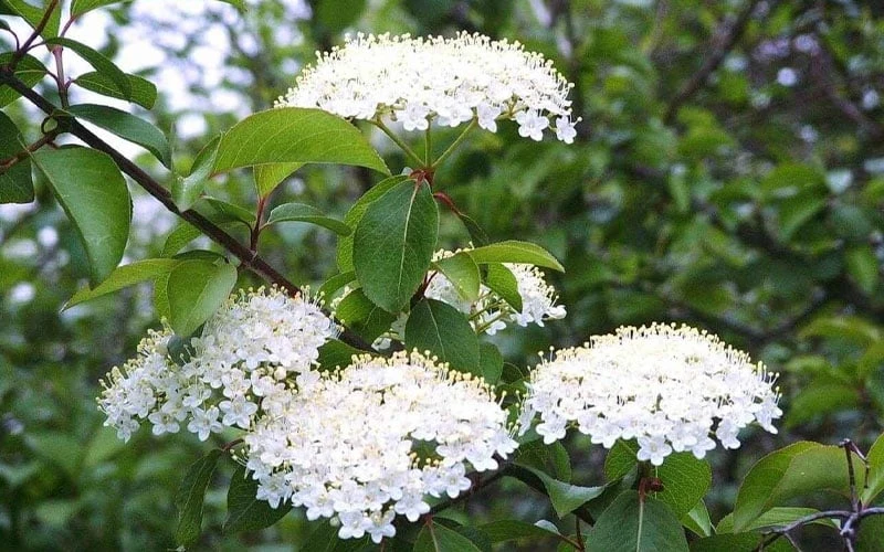Blackhaw Viburnum - 1 Gallon Pot - Image 6