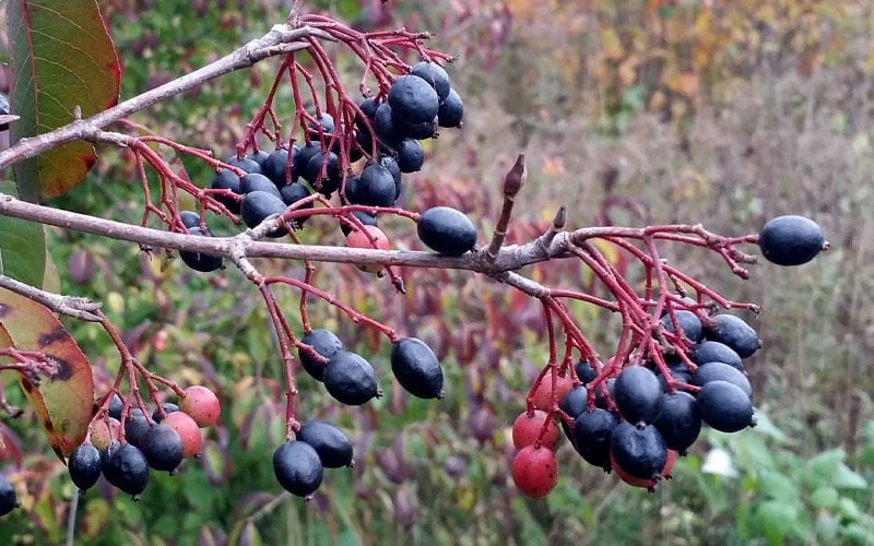 Blackhaw Viburnum - 1 Gallon Pot - Image 5