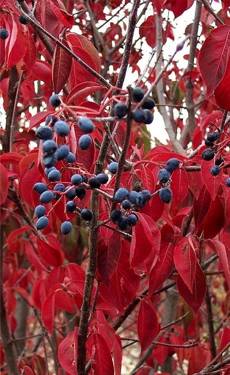 Blackhaw Viburnum - 1 Gallon Pot - Image 7