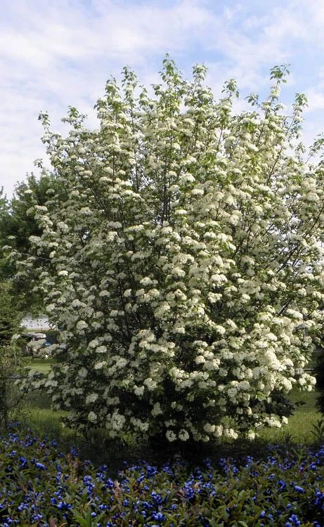 Blackhaw Viburnum - 1 Gallon Pot - Image 4
