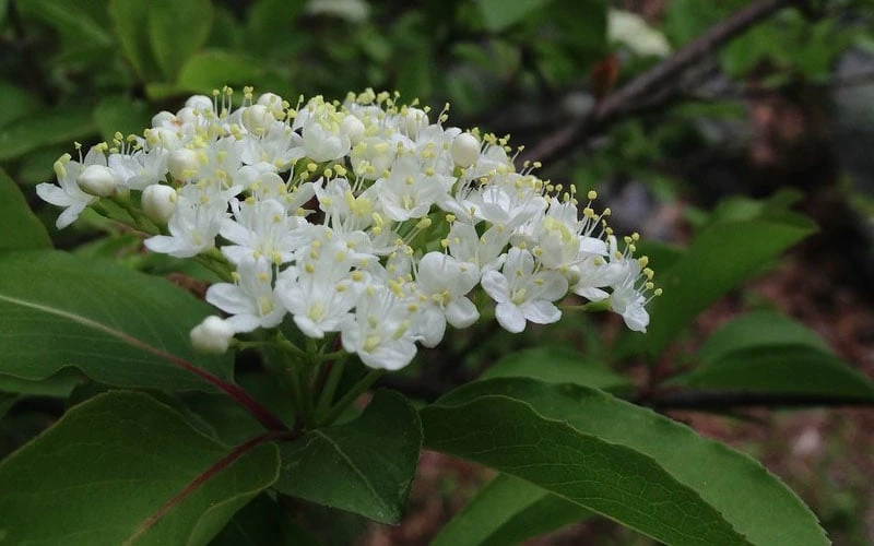 Blackhaw Viburnum - 1 Gallon Pot - Image 8