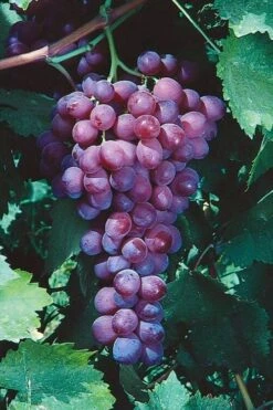Catawba Grape Vine - 1 Gallon Pot