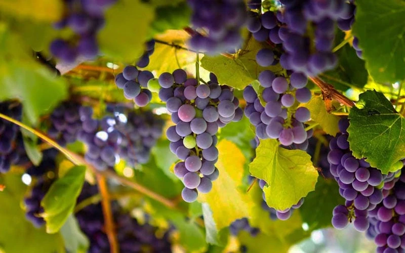 Catawba Grape Vine - 1 Gallon Pot - Image 4